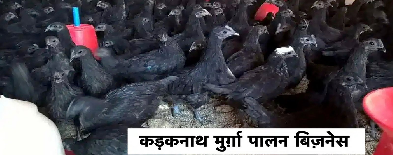 GIC Dairy ,Fish & Poultry Farming Training