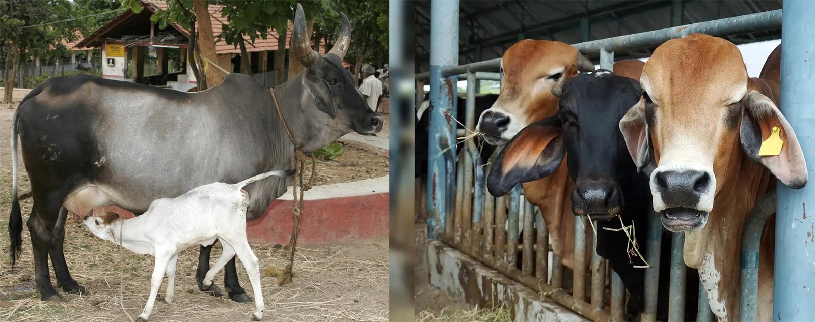 GIC Dairy ,Fish & Poultry Farming Training